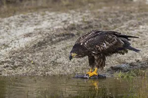 One white-tailed eagle (Haliaeetus albicilla) sitting lakeshore in early light