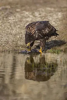 One white-tailed eagle (Haliaeetus albicilla) sitting lakeshore in early light