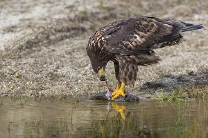 One white-tailed eagle (Haliaeetus albicilla) sitting lakeshore in early light