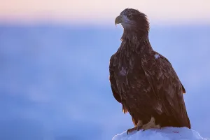 White-tailed Eagle (Haliaeetus albicilla) on snow