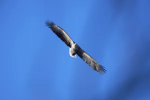 A white-tailed eagle (Haliaeetus albicilla) spreads its wings and flies in front of a clear blue sky