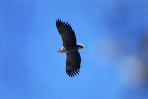 A white-tailed eagle (Haliaeetus albicilla) spreads its wings and flies in front of a clear blue sky