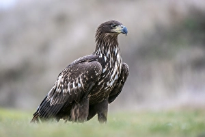 White-tailed eagle (Haliaeetus albicilla) standing in a meadow