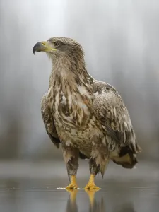 White-tailed eagle (Haliaeetus albicilla) standing in shallow water of fish pond
