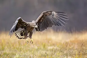 White-tailed eagle (Haliaeetus albicilla) young bird hunting