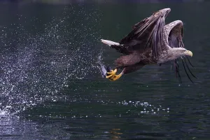 White-tailed eagle (Halliaeetus albicilla) fishing