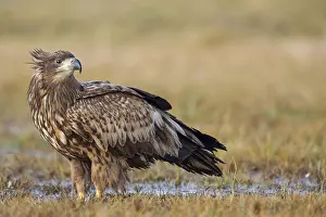 White-tailed eagle, hawk family