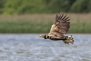 White-tailed eagle - with preyed fish (Haliaeetus albicilla)