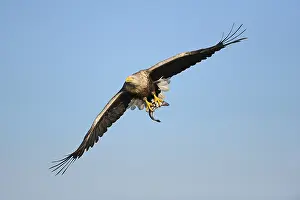 White-tailed Eagle or Sea eagle (Haliaeetus albicilla) in flight with prey