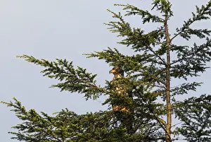 White-tailed eagle on a tree, coastal rainforest