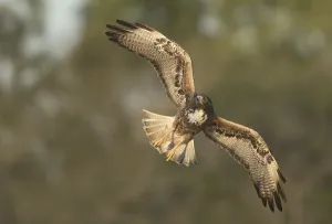 White-tailed Hawk (Geranoaetus albicaudatus) flying