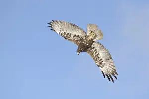 White-tailed Hawk (Geranoaetus albicaudatus) juvenile flying