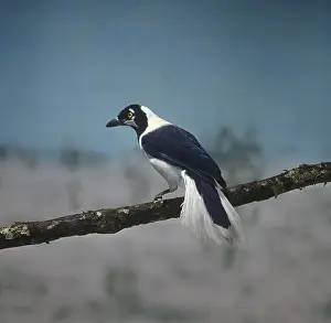 White-tailed Jay (Cyanocorax mystacalis)