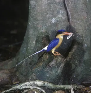 White-tailed Kingfisher (Tanysiptera sylvia)