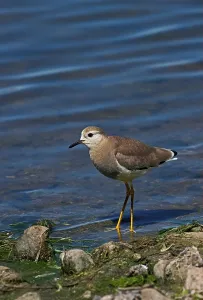 White-tailed Lapwing (Vanellus leucurus) adult