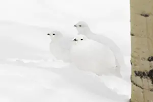 White-tailed Ptarmigan (Lagopus leucura)