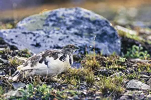 White-tailed ptarmigan (Lagopus leucura) with white and brown plumage on the ground