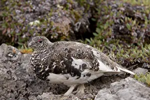 White-tailed Ptarmigan (Lagopus leucurus) adult male