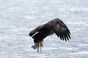 White-tailed Sea-eagle catching a fish and flying (Haliaeetus albicilla)