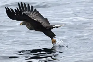 White-tailed Sea-eagle catching a fish and flying (Haliaeetus albicilla)