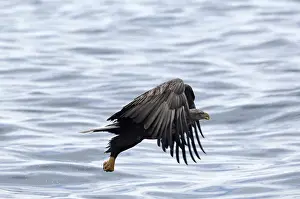 White-tailed Sea-eagle flying (Haliaeetus albicilla)