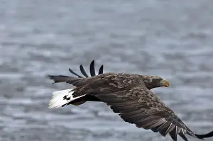 White-tailed Sea-eagle flying (Haliaeetus albicilla)