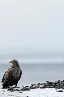 White-tailed Sea-eagle (Haliaeetus albicilla)