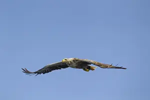 White tailed sea eagle (Haliaeetus albicilla) adult raptor bird of prey in flight