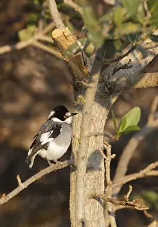 White-tailed Shrike (Lanioturdus torquatus)