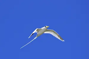 White-tailed tropicbird (Phaethon lepturus)