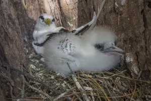 White-tailed tropicbird (Phaethon lepturus)