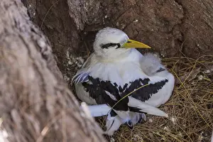 White-tailed tropicbird (Phaethon lepturus)