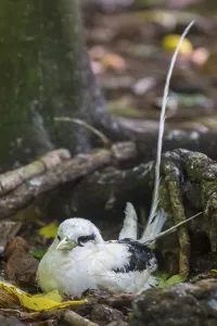 White-tailed Tropicbird (Phaethon lepturus) breeds on the ground on Cousin