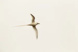 White-tailed Tropicbird (Phaethon lepturus) flying