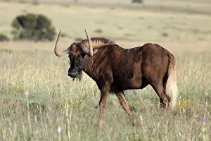 White-tailed wildebeest (Connochaetes gnou)