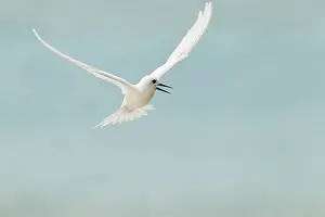 White Tern (Gygis alba) flying
