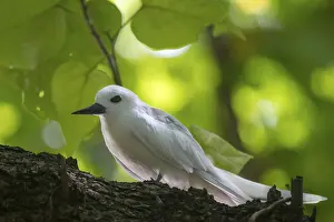 White tern (Gygis alba) on Seychelles Island Cousin