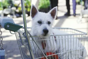 White terrier in shopping cart