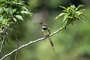 White-throated Bee-eater (Merops albicollis)
