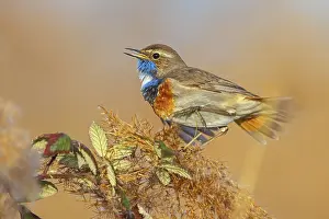 White-throated bluethroat (Luscinia svecica)