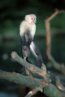 White-throated Capuchin (Cebus capucinus)