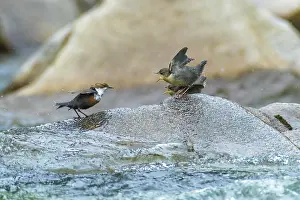 White-throated Dipper (Cinclus cinclus)