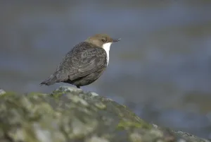 White-throated Dipper (Cinclus cinclus)