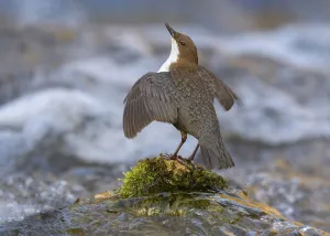 White-throated Dipper (Cinclus cinclus)