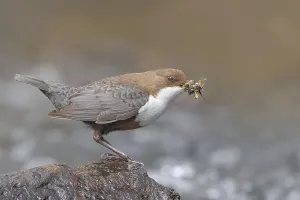White-throated Dipper (Cinclus cinclus) on a mossy stone on the bank of a river