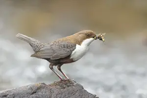 White-throated Dipper (Cinclus cinclus) on a stone on the bank of a river