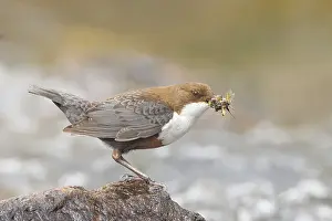 White-throated Dipper (Cinclus cinclus) on a stone on the bank of a river