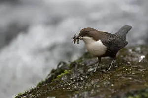 White-throated Dipper with prey at the mountain stream