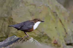 White-throated dipper in a river