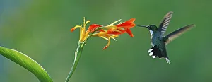 White-throated hummingbird (Leucochloris albicollis) drinking at a flower